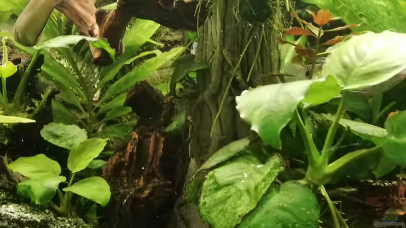 Versteckt von Chinese Inai (40)