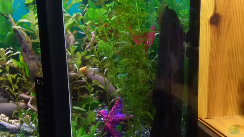 Versteckter Seestern und Wurzel  von Paul Klekar (2)