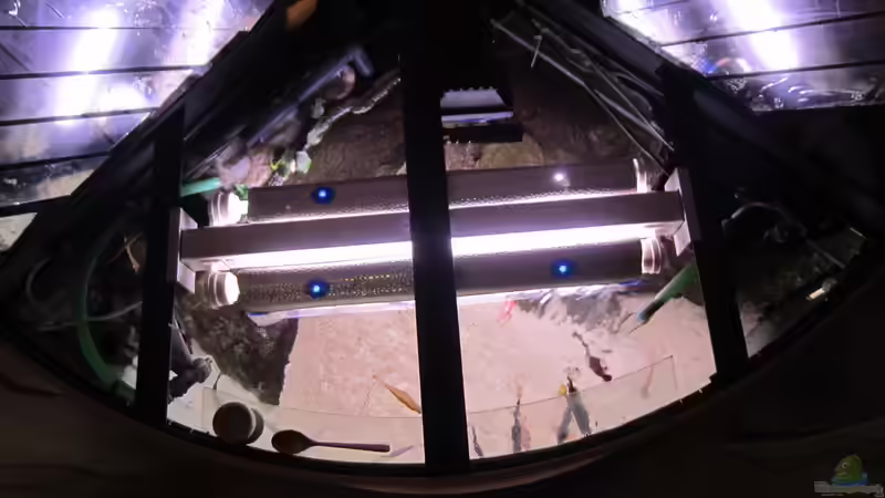 versteh eh keiner von Malawifürst (3)