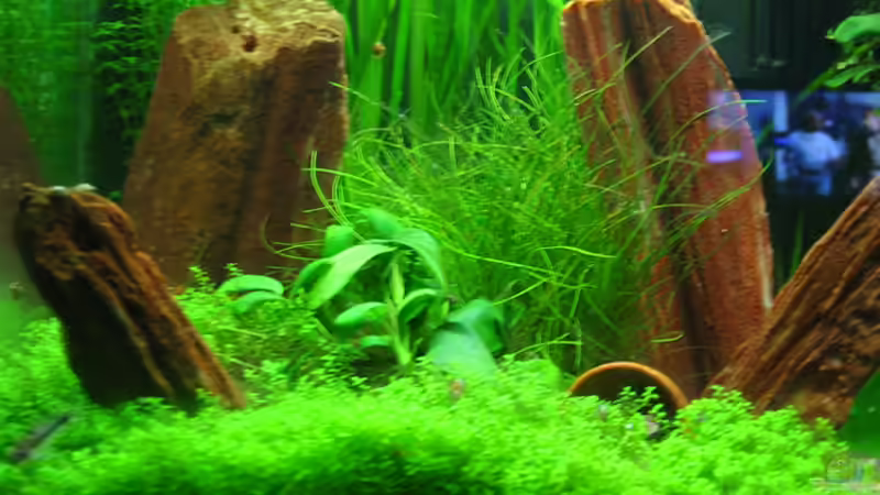 Versteinerte Wurzeln als Deko. von Daniel Gauthier (5)