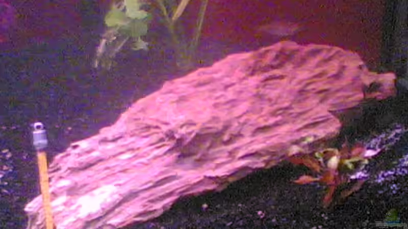 Versteinertes Holz (18 Kg) von Thomas Stadlmayr (2)