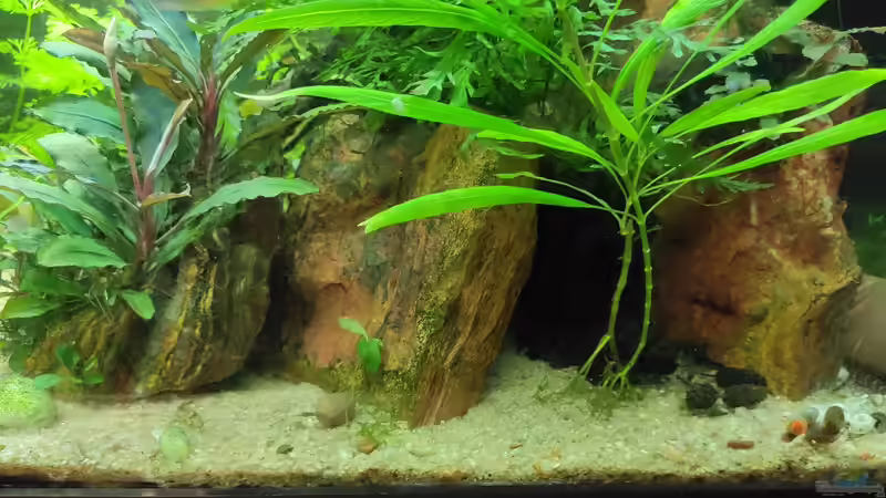 Versteinertes holz als Hauptstruktur von Max Wolf (7)