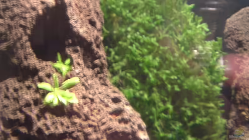 versteinertes holz mit pellia wurde auch übernommen von Timo Wünsche (29)