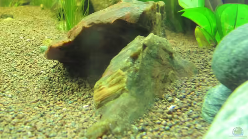 Versteinertes Holz von Florian S. (8)