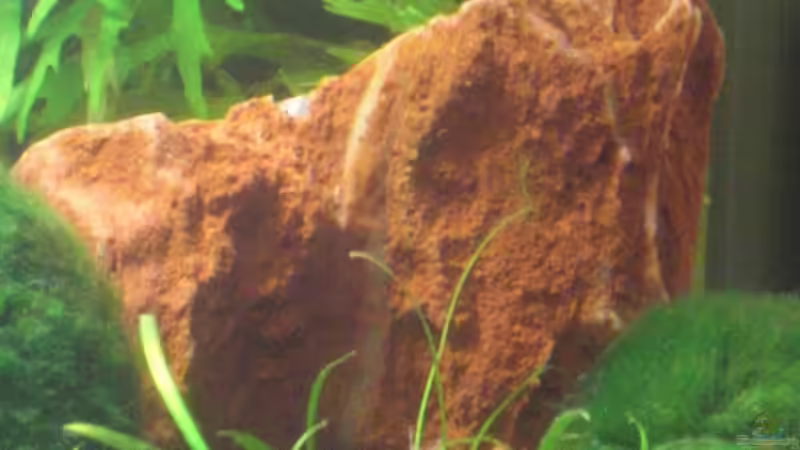 versteinertes Holz von Malawi TOM (29)