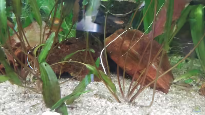 Versteinertes Holz von Miss Kasimir (13)