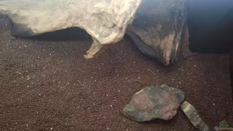 Versteinertes Holz von oben von Florian S. (3)