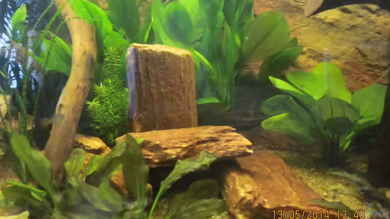 versteinertes Holz von Ottche (50)