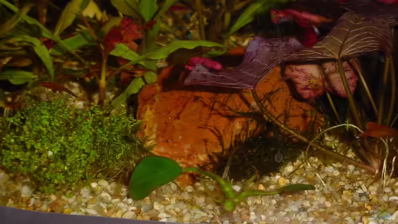 Versteinertes Holz von Sabine Stark (10)