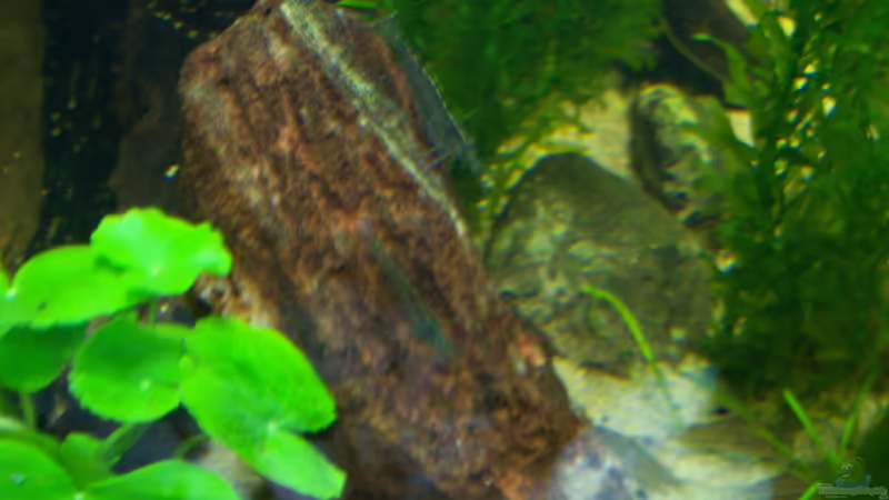 versteinertes Laub 01.03.2015 von Schratze (76)