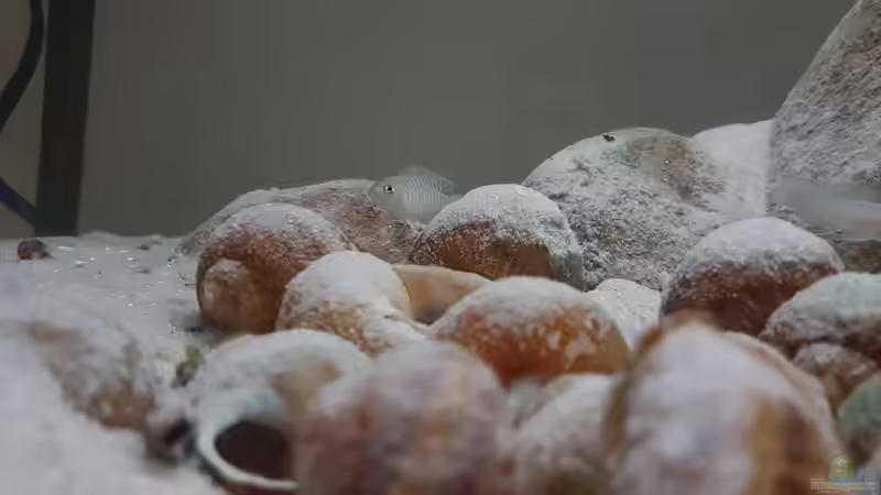 Verstohlene Blicke werden einem zugeworfen von southheart (5)