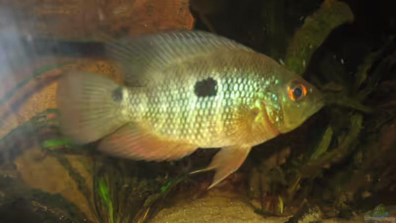 verstorben, bin traurig von exhhtom64 (9)