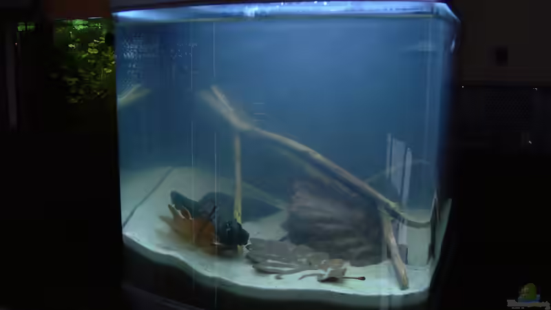 Versuch Eichenblätter - 1.Tag von Mario74 (6)