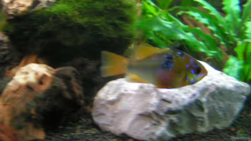 Versuche noch ein paar Besser Bilder zu machen. von Christian Nagel (8)