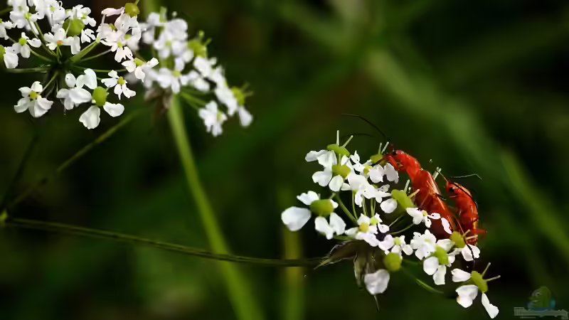 Verteidigungsstrategien in der Natur: Der Bombardierkäfer 