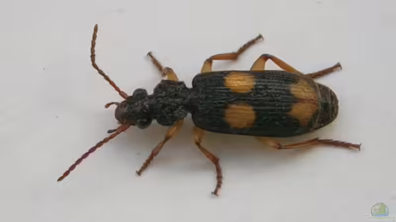 Verteidigungsstrategien in der Natur: Der Bombardierkäfer 