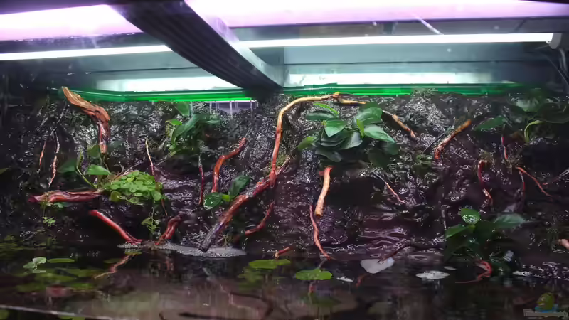 Verteilerrohre mit Schläuchen verbunden von Koehler (38)