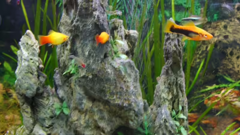 Vertikaler Chinafelsen von Rocky (5)