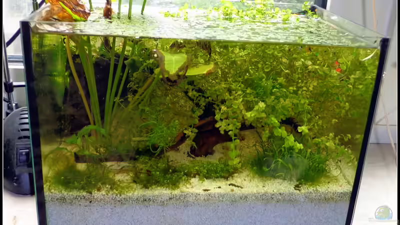 verwuchert und veralgt von mariajudyta (5)