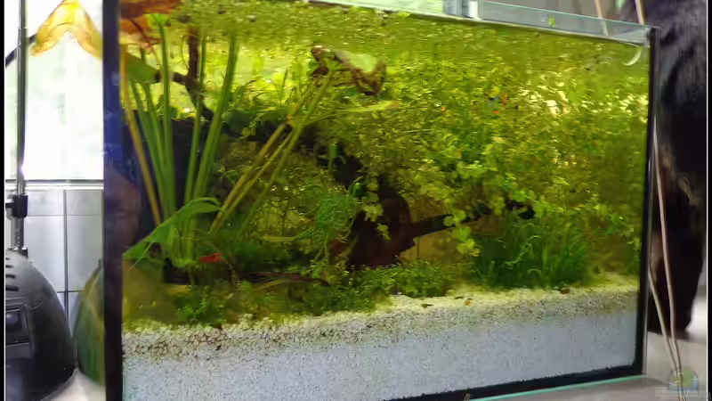 verwuchert von mariajudyta (6)