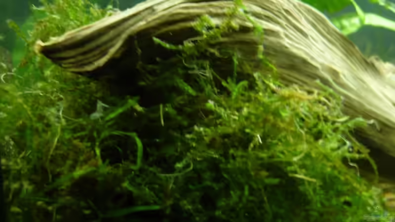 Vesicularia dubyana  von lumpi (20)