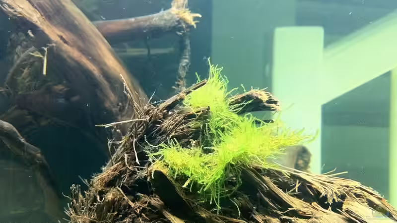 Vesicularia dubyana  von me8210 (4)