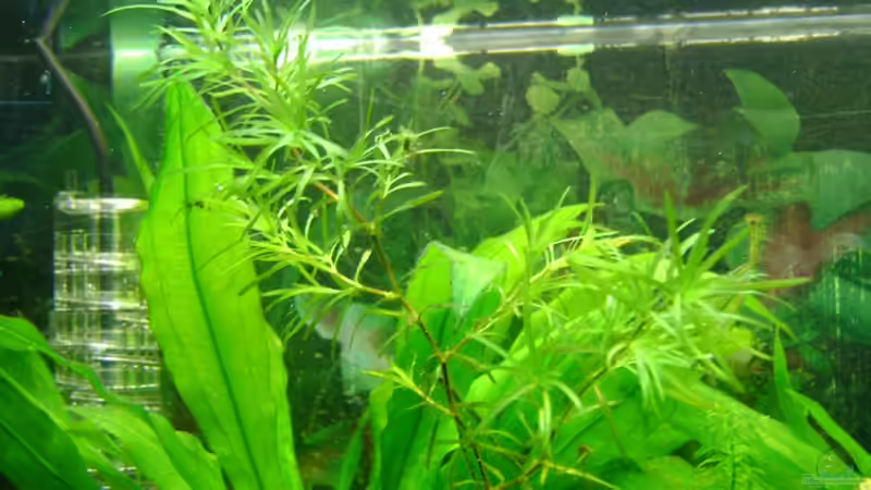 Vesicularia dubyana heisst die so? von Franz Wüest (15)