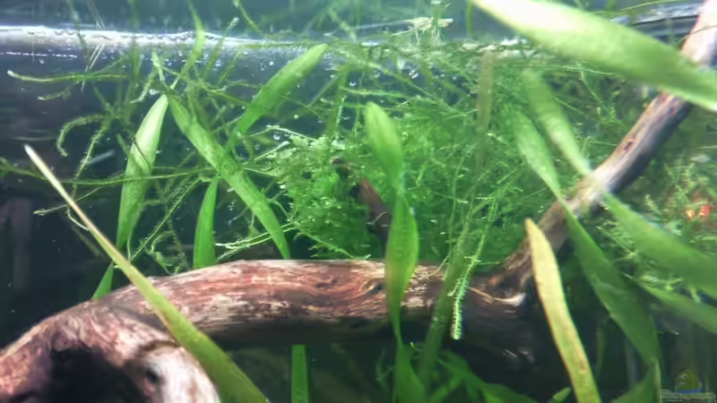 Vesicularia dubyana (Javamoos) von lützkopf (26)