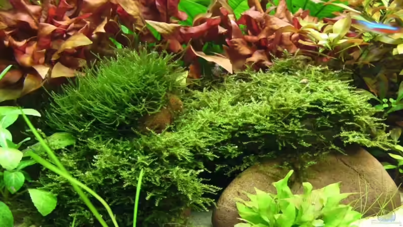 Vesicularia dubyana (Javamoos) von Tiberius (6)