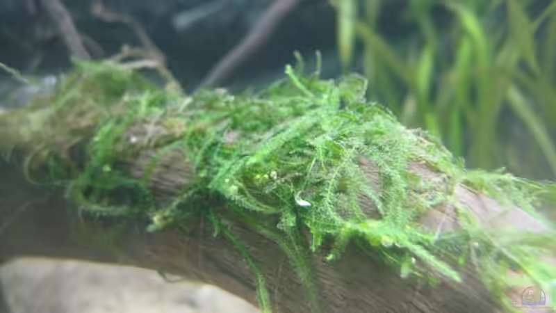 Vesicularia dubyana (Javamoos) von Tiburón (18)