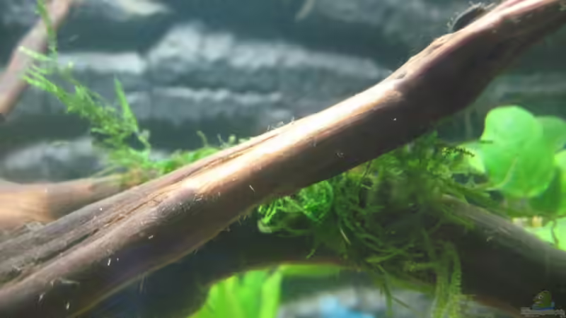 Vesicularia dubyana (Javamoos) von Tiburón (19)