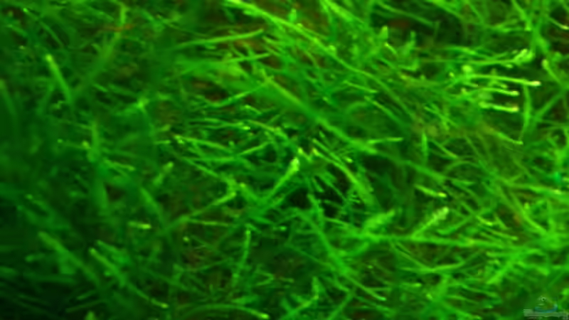 Vesicularia dubyana von Christopher Walla (7)