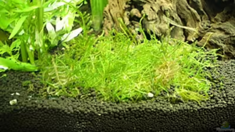 Vesicularia dubyana von Harald Charzinski (15)