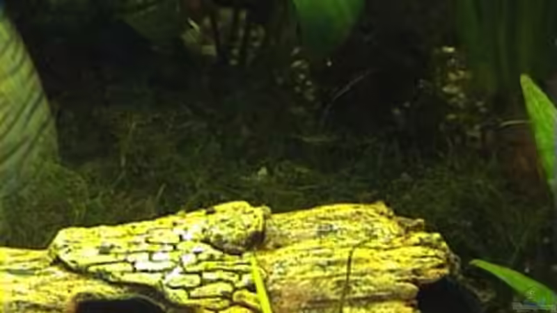 Vesicularia dubyana von Marco Schumacher (14)