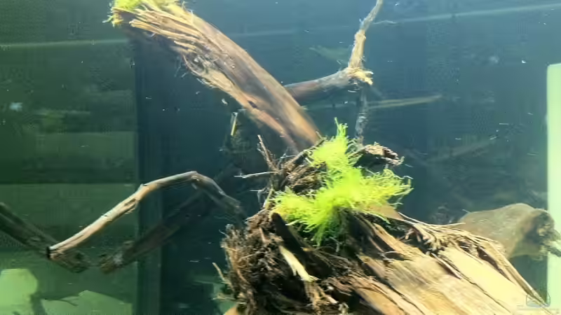 Vesicularia dubyana von me8210 (5)