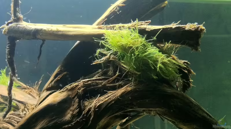 Vesicularia dubyana von me8210 (6)