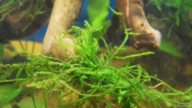 Vesicularia dubyana von MiCa (14)