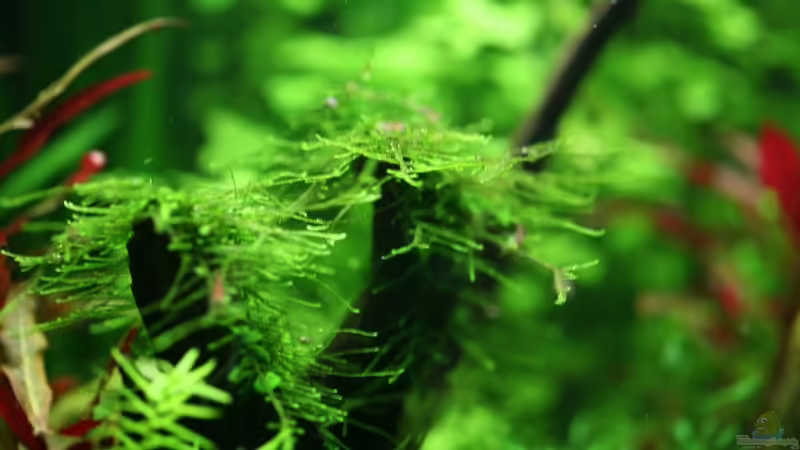 Vesicularia dubyana von Olli N. (16)