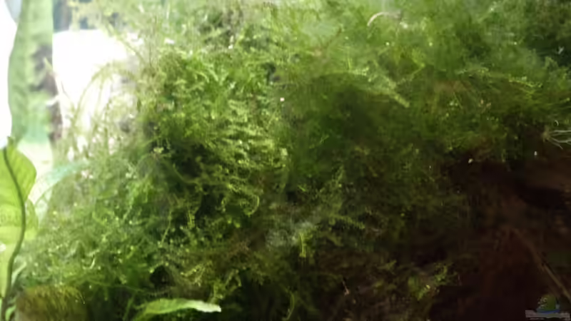 Vesicularia dubyana von Thomas Rengier (6)