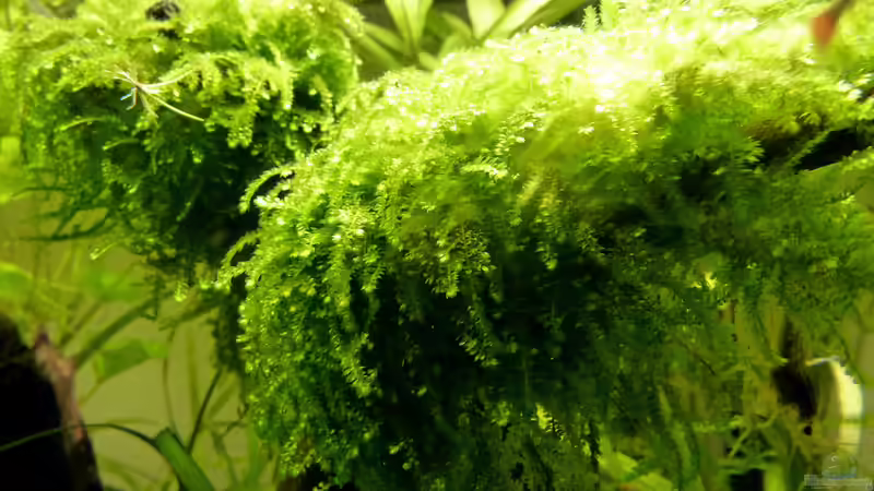 Vesicularia ferriei - Weeping Moos (leider wächst dieses Moos nicht auf der Wurzel von Summse (15)