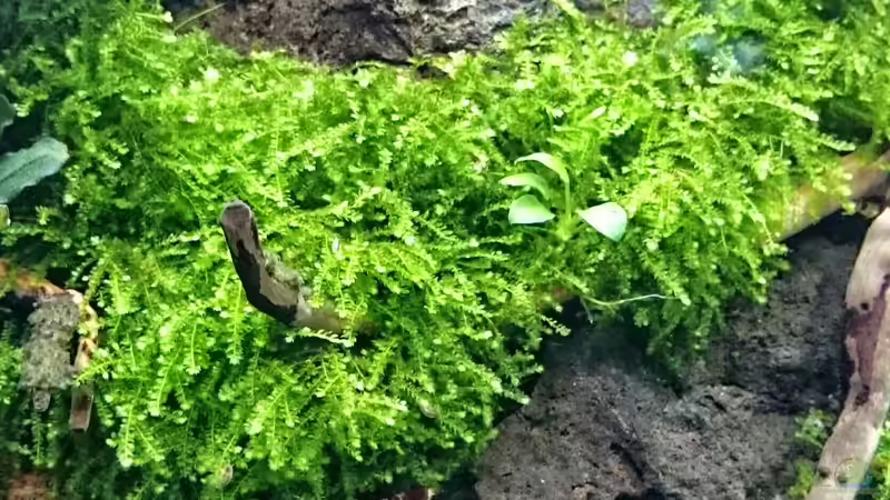 Vesicularia ferriei Moos  von Marcel Reiter (8)