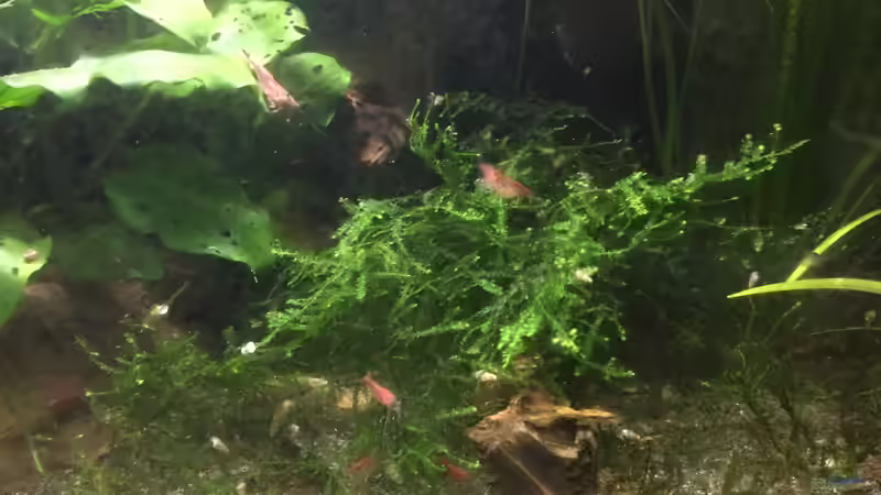 Vesicularia ferriei von Danny (10)