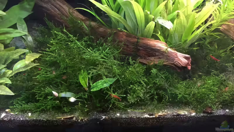 Vesicularia ferriei von Danny (22)