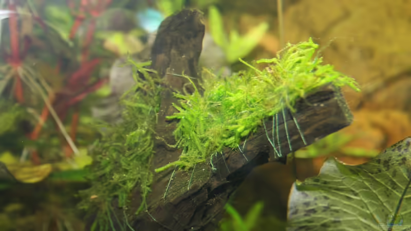 Vesicularia ferriei ´Weeping´ von Kasía (12)