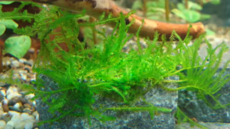 Vesicularia ferriei Weeping von Marina (23)