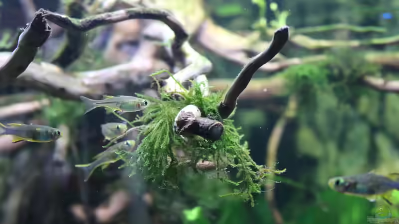 Vesicularia montagnei - Christmas von Aquarienlandschaften (17)