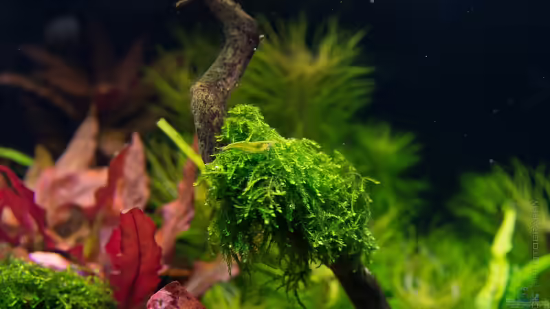 Vesicularia montagnei (03.08.15) von Betta Chris (91)