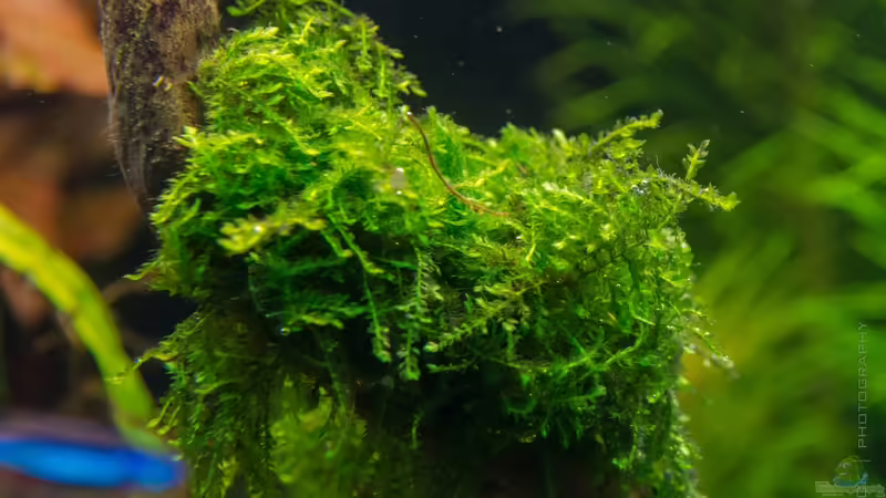 Vesicularia montagnei (22.07.15) von Betta Chris (90)