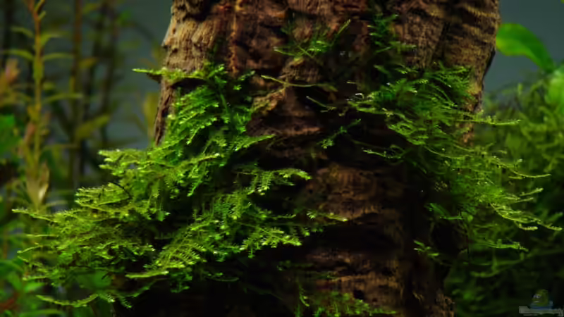 Vesicularia montagnei (Christmas-Moos) von Marcel Reiter (8)