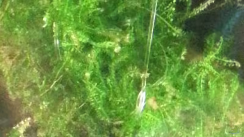 Vesicularia montagnei ´Christmas Moss´ Weihnachtsbaummoos von Marcel Witt (8)